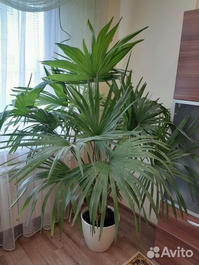 Кордилинапальма