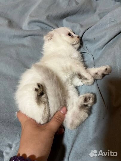 Самые ласковые друзья на всю жизнь