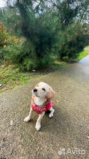 Жилетка для маленьких собак