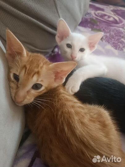 Ориентальные котята