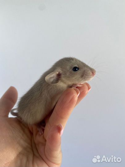 Крыса Дамбо