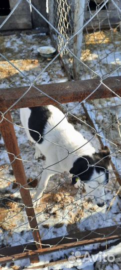 Собачка в добрые руки
