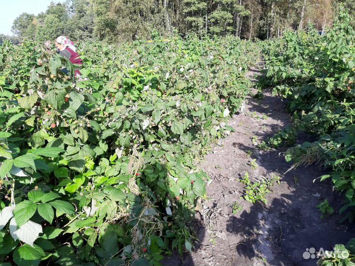 Саженцы малины ремонтантных и летних сортов