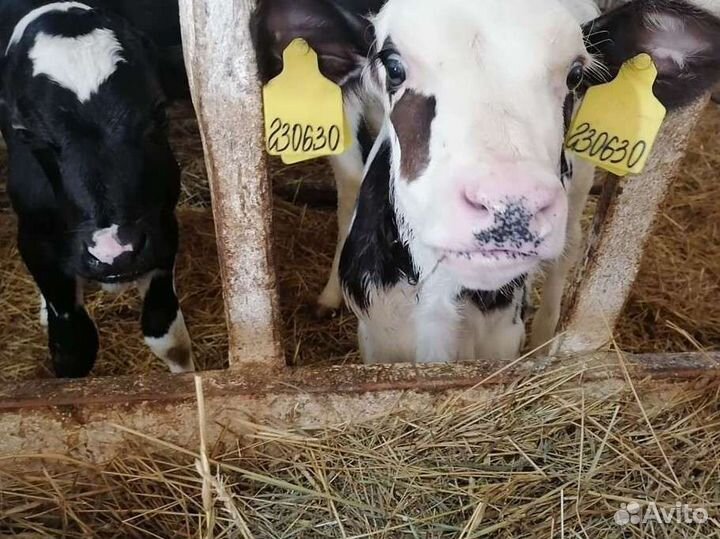 Телята бычки