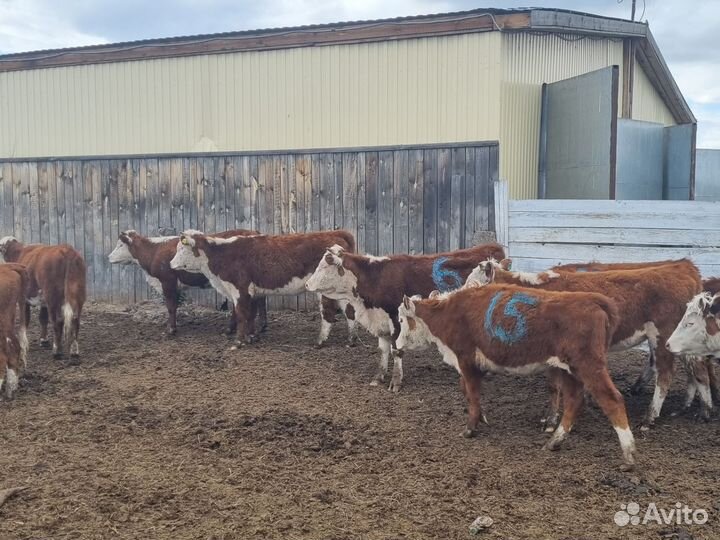 Нетель, телка