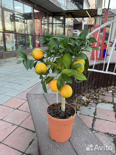 Мандариновое дерево