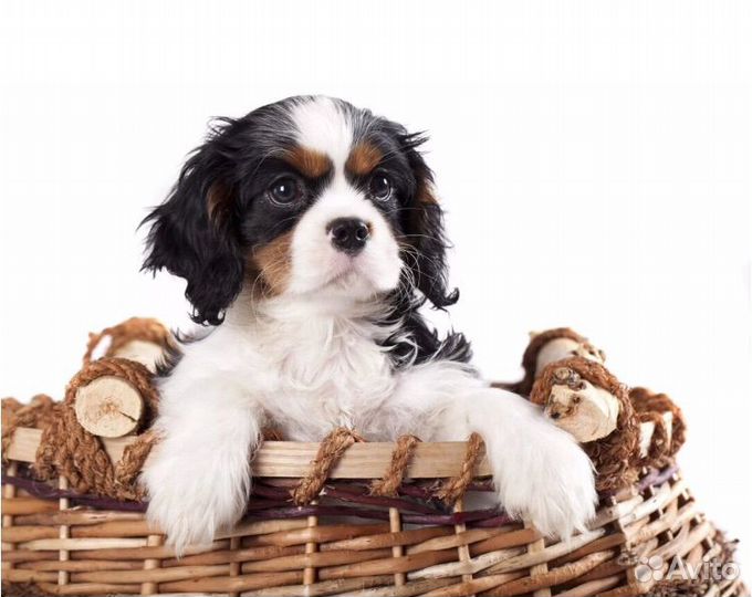 Кавалерчик