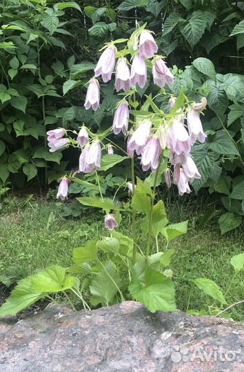 Многолетники, кустарники