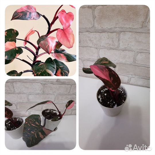 Продам филодендрон Розовая принцесса