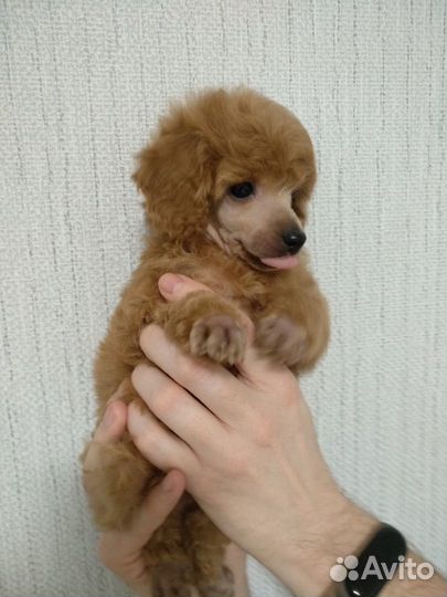 Щенки той пуделя