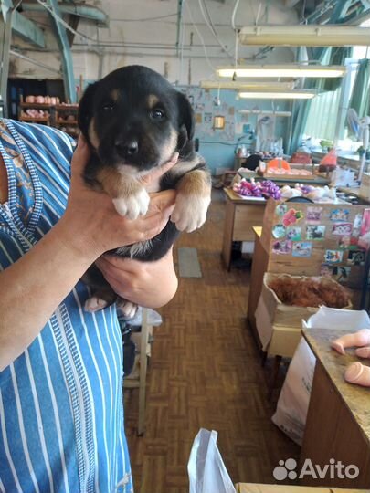 Щенок в добрые руки