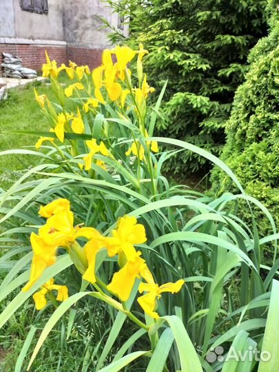 Ирис бадан и др