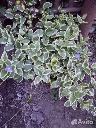 Барвинок большой Вариегата