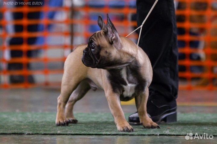 Французский бульдог вязка