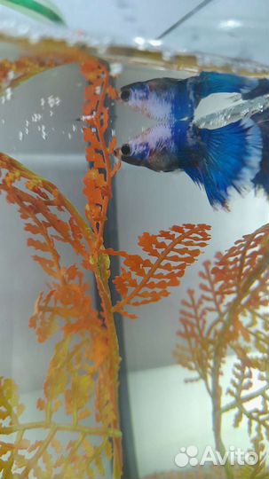 Рыбка петушок самцы и самки