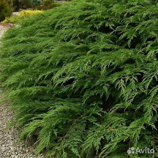 Видовая микробиота