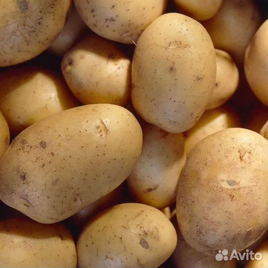 Продам картофель