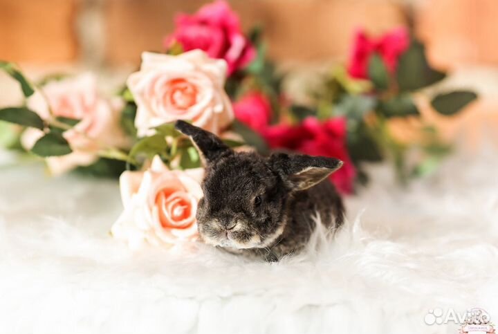 Декоративные крольчата из питомника