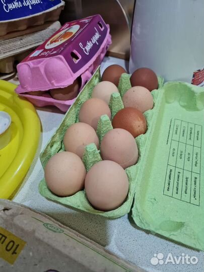 Домашние куриные яйца