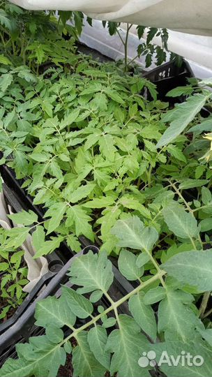 Рассада томаты, огурцы, баклажан, базилика