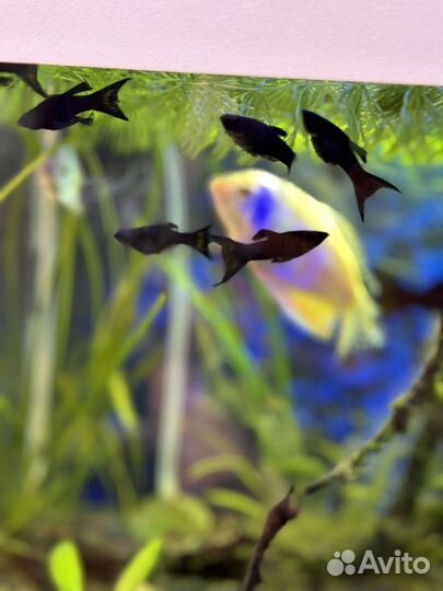 Моллинезия черная