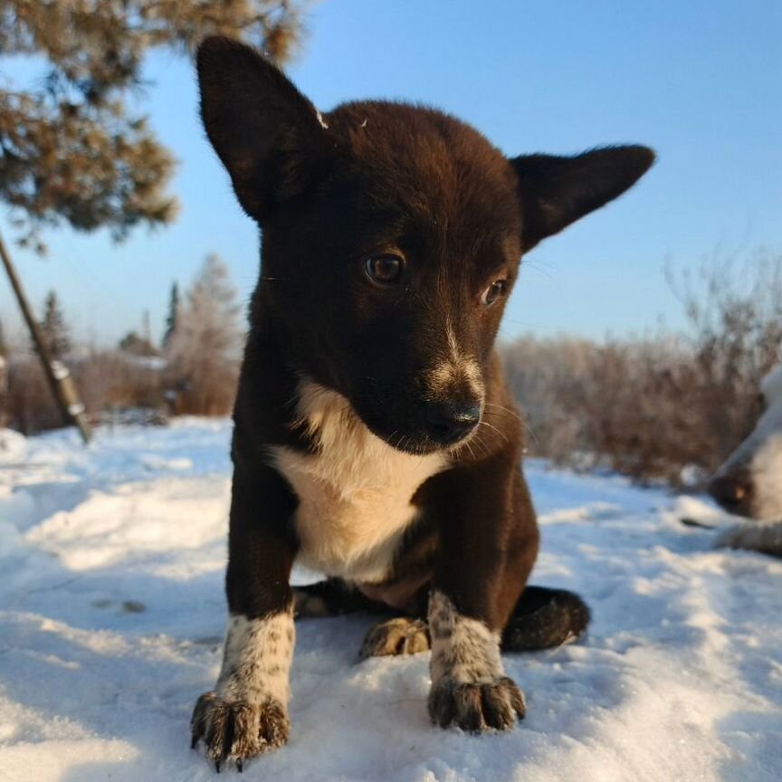 Щенок от небольшой собаки