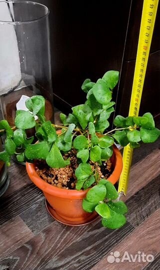 Комнатные растения триангулярис, кодиеум, панданус