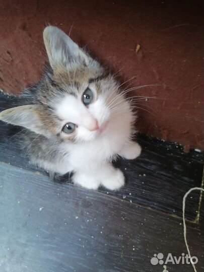 Маленькие сладенькие