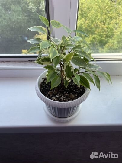 Продам комнатные цветы