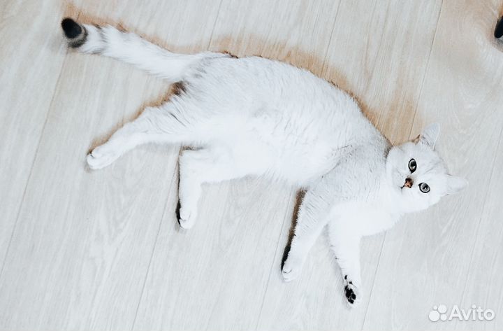 Кот для вязки
