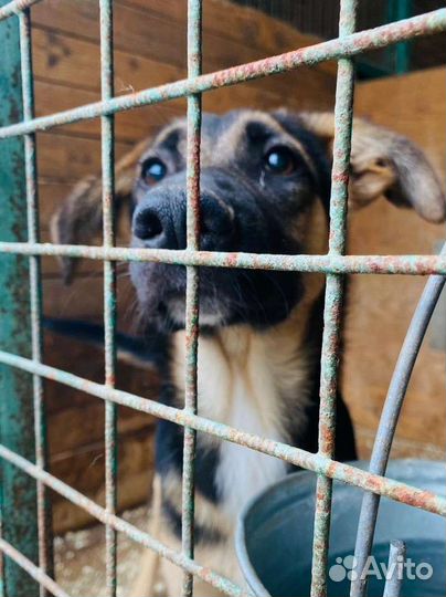 Щенок из приюта учится быть счастливым ищет дом