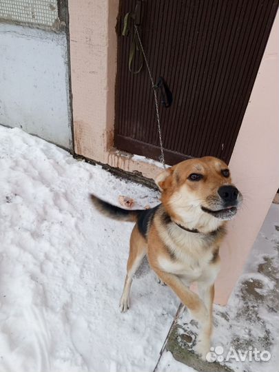 Собака в добрые руки