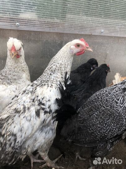 Молодки смеси пород