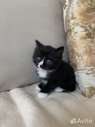 Котенок