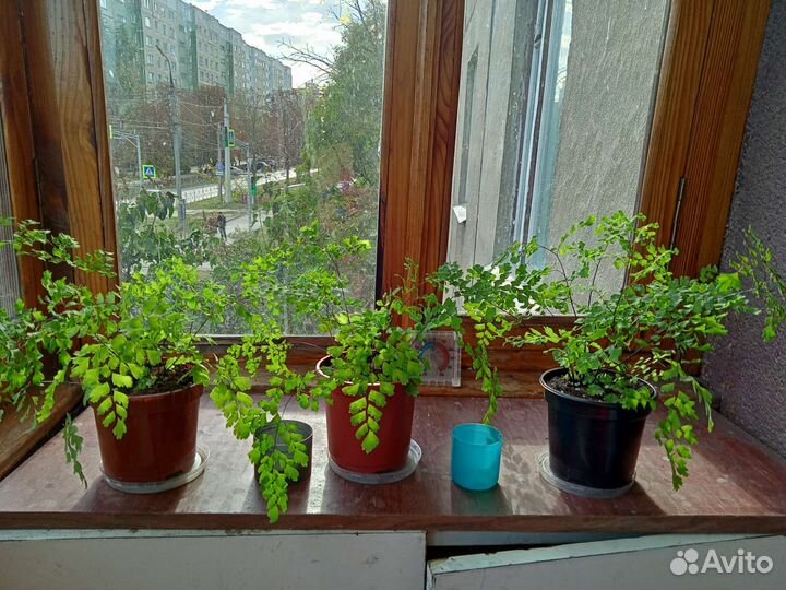 Адиантум Венерин волос комнатные растения