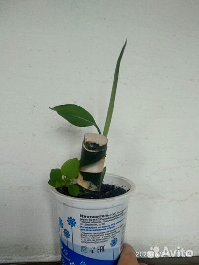 Диффенбахия