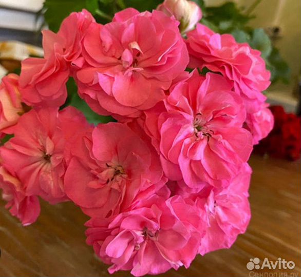 Пеларгония та Майская Роза