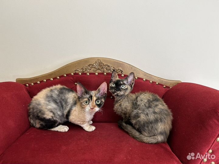 Девон-рекс шикарные Девы