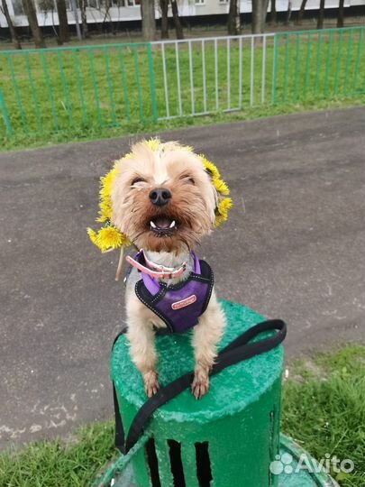 Передержка животных в семье