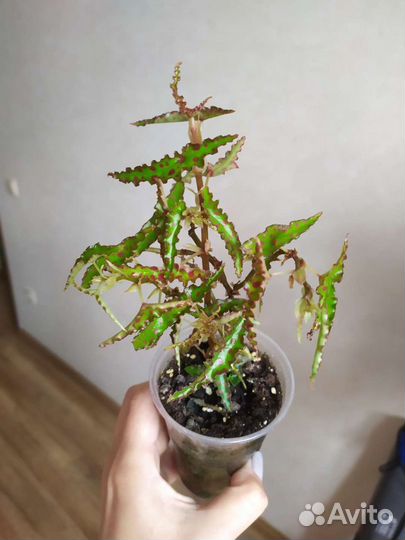 Бегония амфиоксус