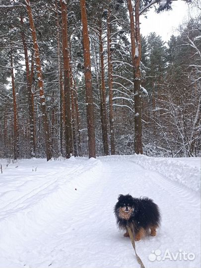Передержка собак в домашних условиях