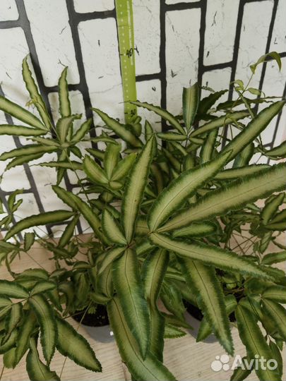 Папоротник птерис