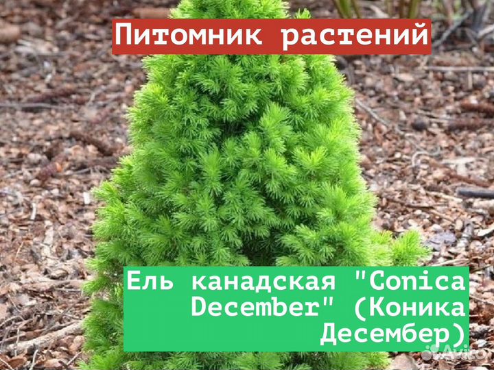 Саженцы Ель канадская Conica December (Коника Дес