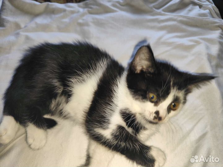 Котята в добрые руки бесплатно