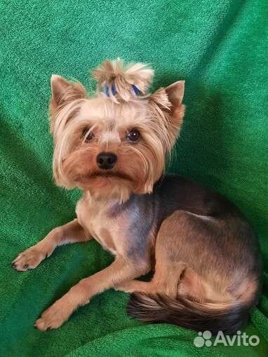 Йоркширский терьер вязка