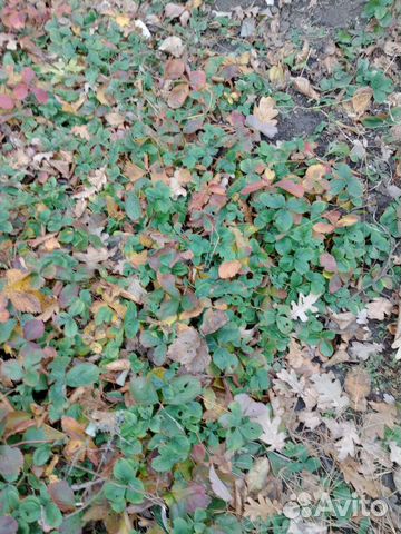 Садовые излишки:хоста,флоксы розовые,лиана