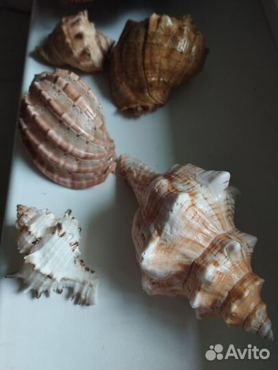 Морские ракушки
