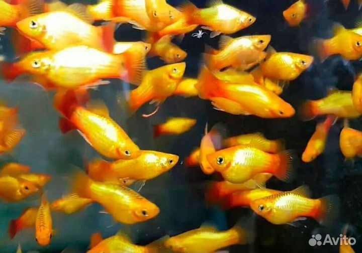 Аквариумные рыбки