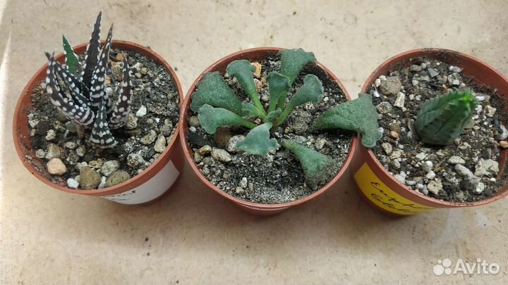 Суккуленты набор садик флорариум