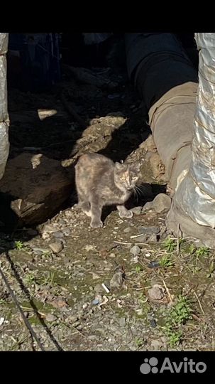 Кошечка на улице